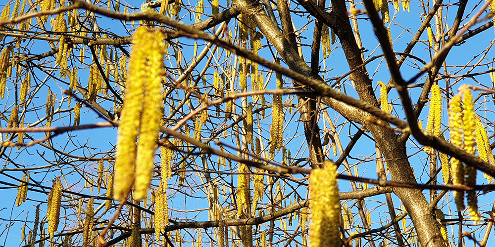 Die Pollensaison beginnt wegen des Klimawandels früher und wird intensiver