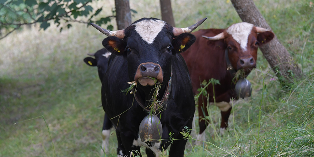 Domestic cattle and society: a tightly interlinked history of development