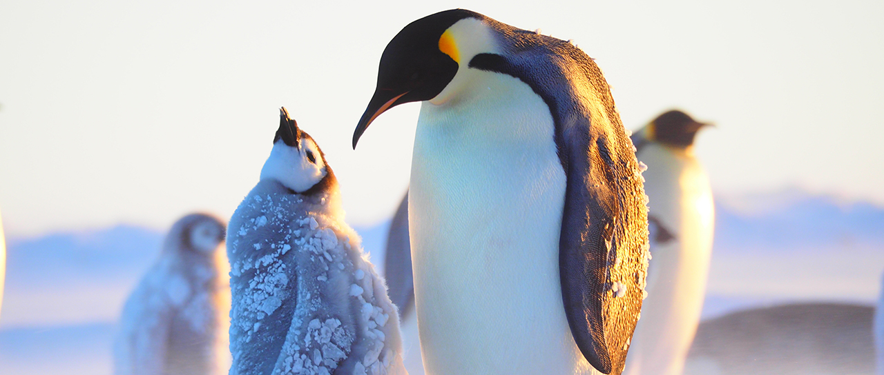 2 Kaiserpinguine in der Antartkis. Einer der Pinguine ist jung und schaut zu einem älteren Pinguin hoch 