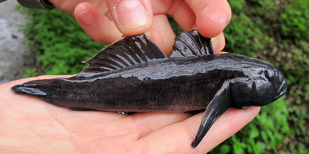 Schwarzmeergrundel (Neogobius melanostomus) – die schwarze Färbung rührt daher, dass es sich um ein laichbereites Männchen handelt; ansonsten sind die Fische eher graubraun (siehe Fotostrecke unten).