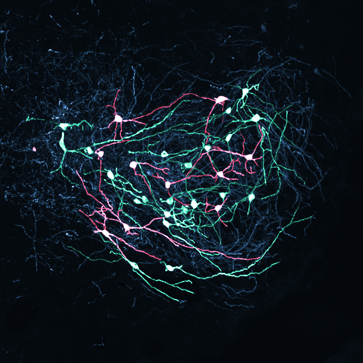 animation of neurons lighting up green or red animation of neurons lighting up green or red