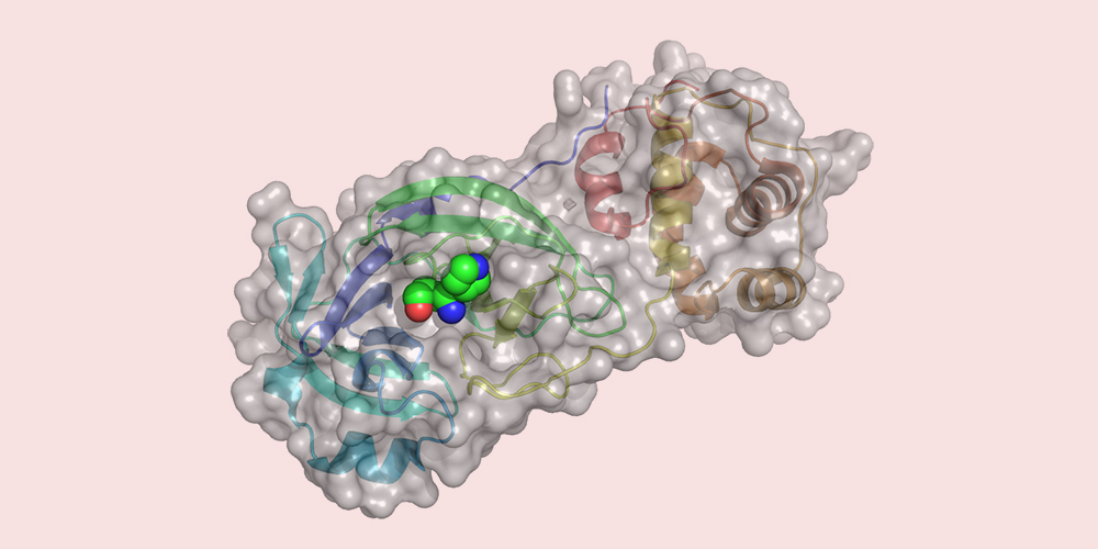 Basler Forschende haben am Computer mehr als 680 Millionen Substanzen an einem wichtigen Protein des Virus, der zentralen Protease, virtuell getestet. (Bild: Universität Basel, Computational Pharmacy)