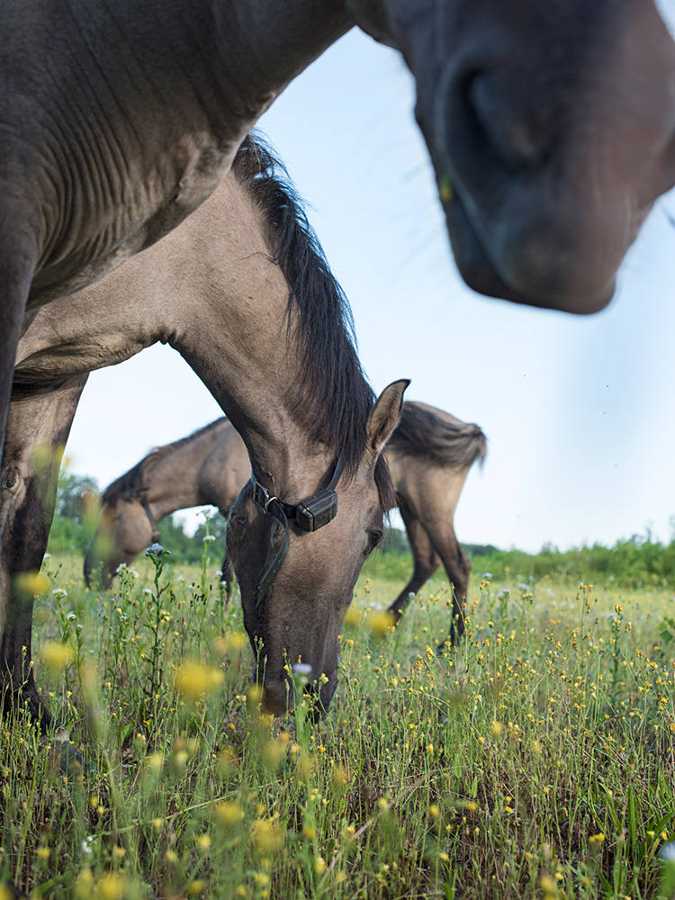 Konik horses Konik horses