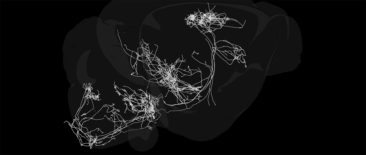 Visualisierung neuronaler Verbindungen im motorischen Kortex der Maus: Weisse, verzweigte Linien verlaufen durch mehrere dunkelgrau markierte Hirnregionen.
