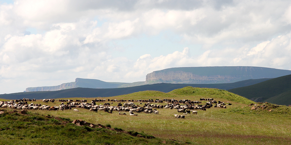 Bronze Age herders were less mobile than previously thought