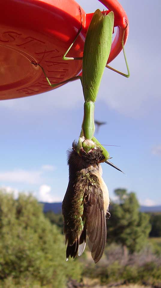 Gottesanbeterinnen erbeuten oft Vögel an Kolibri-Zuckerwasserschalen, die in Hausgärten hängen. Hier frisst eine Gottesanbeterin einen Schwarzkinnkolibri (Archilochus alexandri). Colorado, USA (Bild: Tom Vaughan).