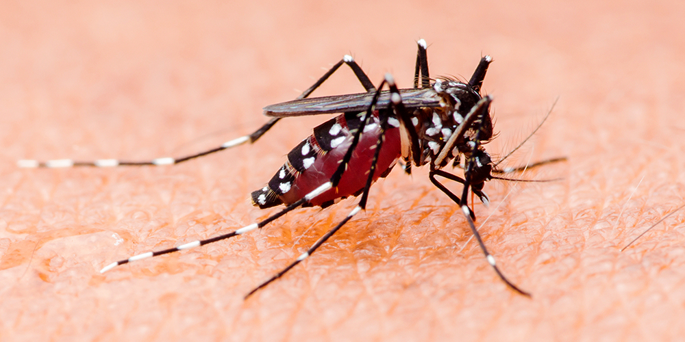 Improved tiger mosquito control in Basel-Stadt thanks to a master’s thesis