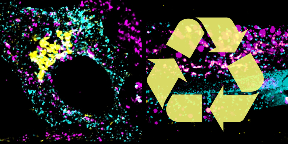 Cellular recycling: A molecular switch directs the cargo