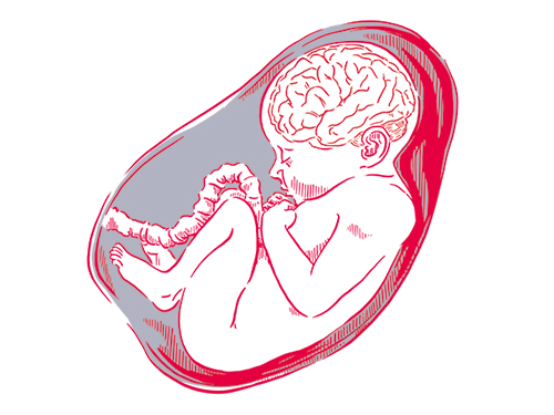 Zeichnung eines Embryo
