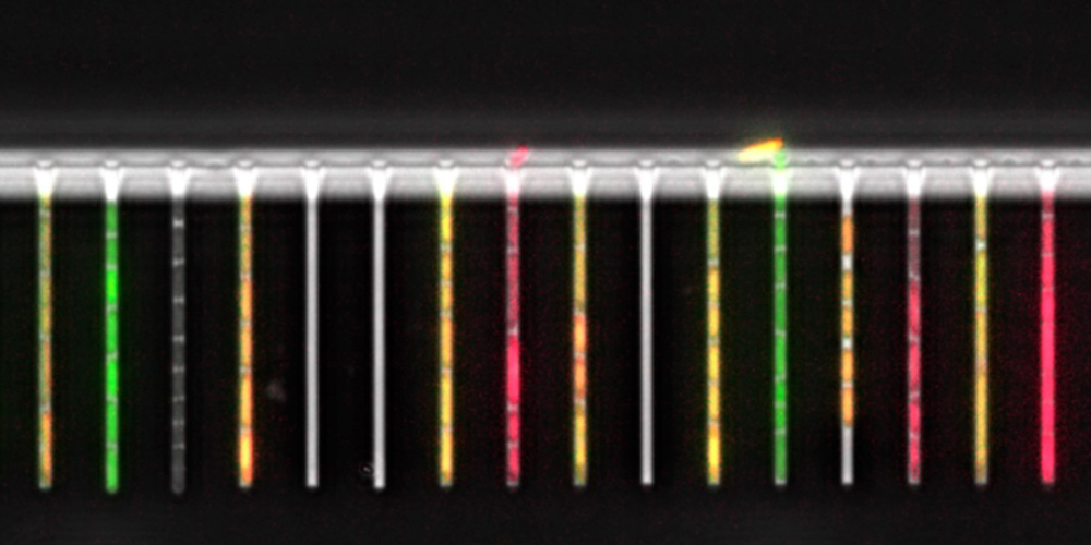 Lab-on-a-chip for tracking single bacterial cells