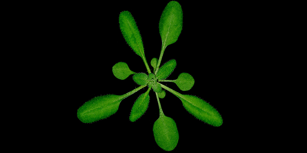 The so-called Arabidopsis thaliana has become the standard model for plant cell biology and genetics. For the Science study, individual root cells were wounded with a highly focused laser beam in order to measure the immune response of plants. (Image: University of Basel)