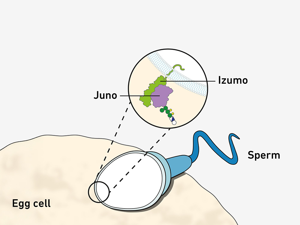illustration of sperm and egg cell with the protein complex of Juno and Izumo illustration of sperm and egg cell with the protein complex of Juno and Izumo