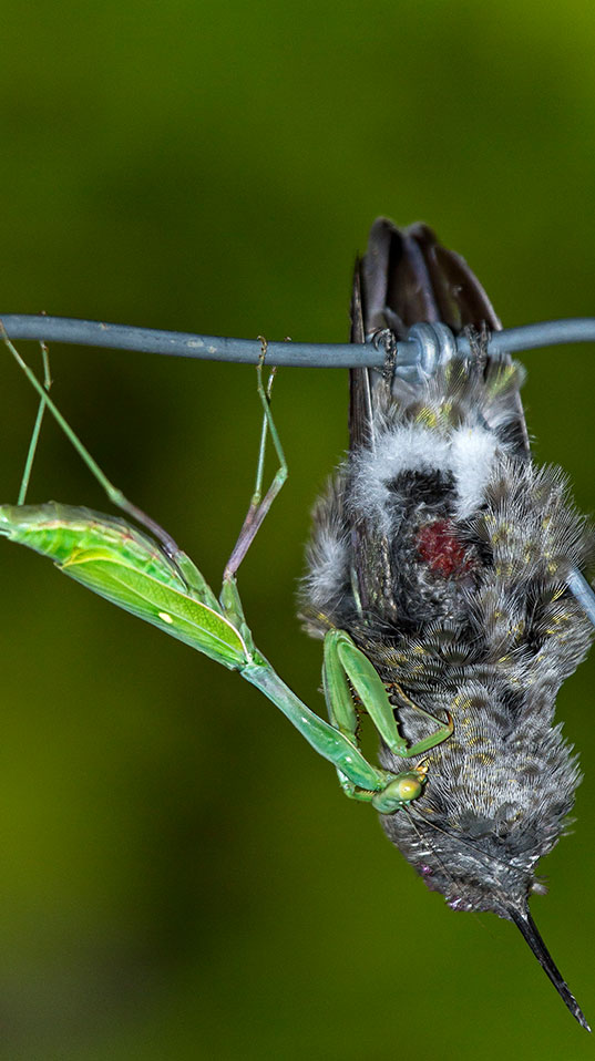 Diese Gottesanbeterin (Stagmomantis limbata) frisst einen Anna’s Kolibri (Calypte anna). Der Pechvogel hatte sich zuvor selbst auf einem Stacheldraht aufgespiesst (Bild: Megan Ralph, Dryad Ranch).