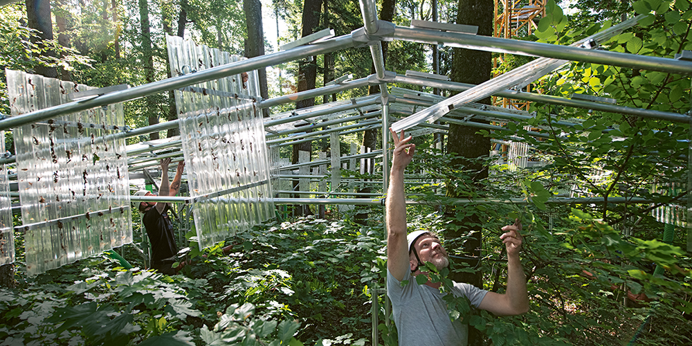 Ansgar Kahmen folds up one of the rain canopies on a scaffold around the tree trunks