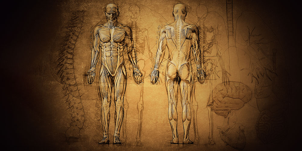Human anatomy drawing