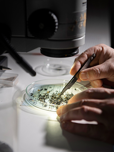 The team’s archaeobotanists use a binocular microscope to analyze seed material.