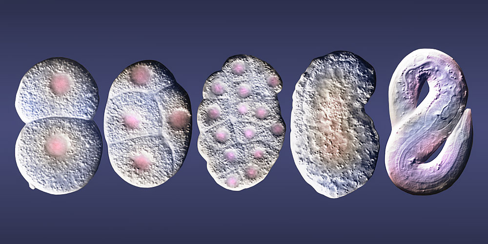 GPS for chromosomes: Reorganization of the genome during development