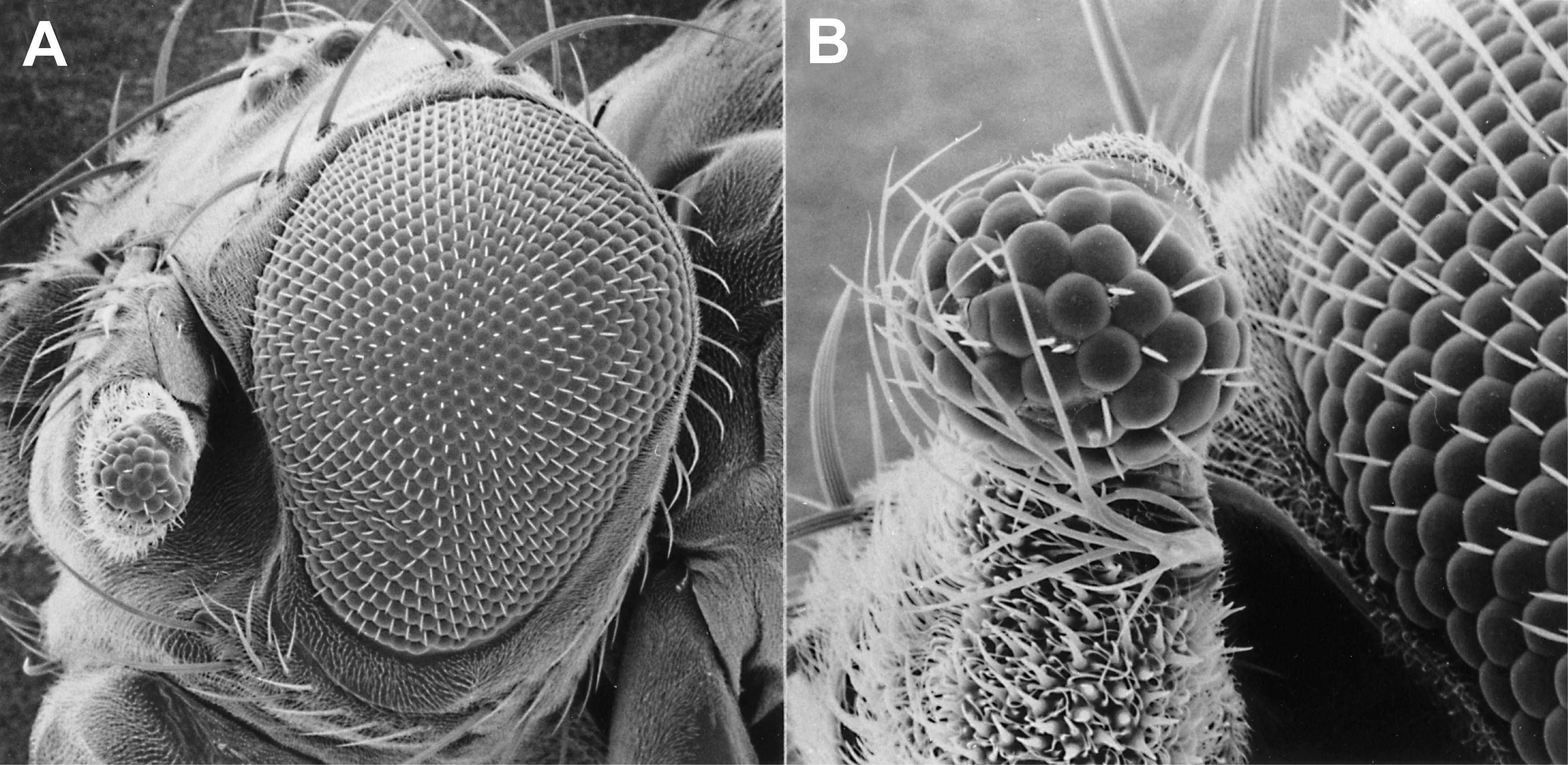 Rasterelektronenmikroskopische Aufnahmen von Augen, die durch<br/>gesteuerte Expression des Masterkontrollgens Pax6 der Maus auf<br/>den Fühlern der Taufliege Drosophila induziert wurden: Übersicht mit normalem Auge und Auge auf dem Fühler (oben), stärkere Vergrösserung (unten).
