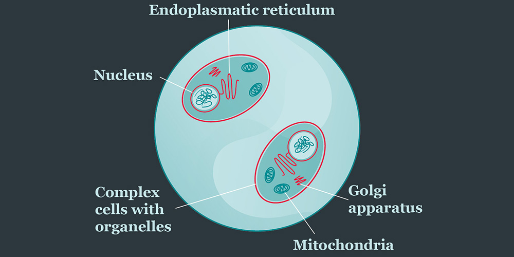 Illustration of single-celled organisms with nucleus and cell organelles