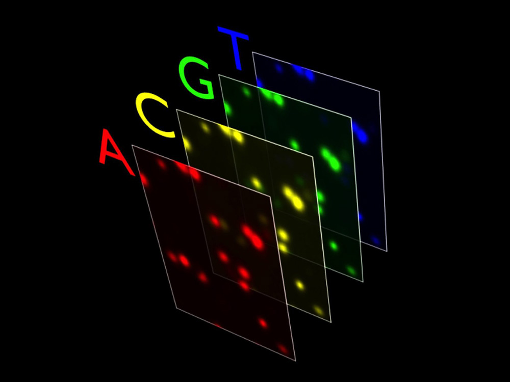 Übertrag der Erbinformation in die Farbenwelt, © Universität Basel, Genomics Core Facility Übertrag der Erbinformation in die Farbenwelt, © Universität Basel, Genomics Core Facility