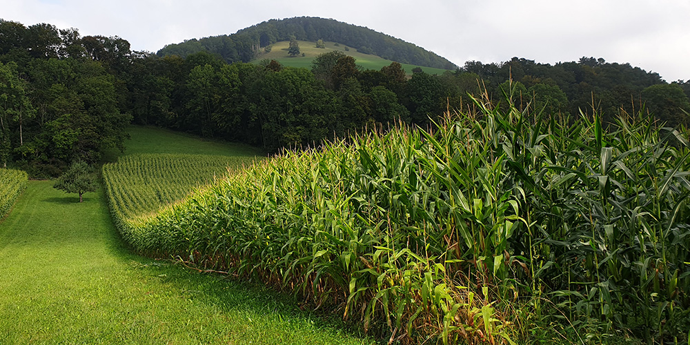 Corn reduces arsenic toxicity in soil