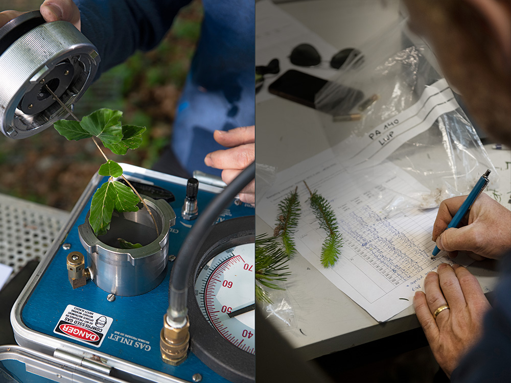 1. Bild: Zweig mit Blättern wird für Wasserpotenzialmessung vorbereitet, 2. Bild: Forscher notiert Messwerte 1. Bild: Zweig mit Blättern wird für Wasserpotenzialmessung vorbereitet, 2. Bild: Forscher notiert Messwerte