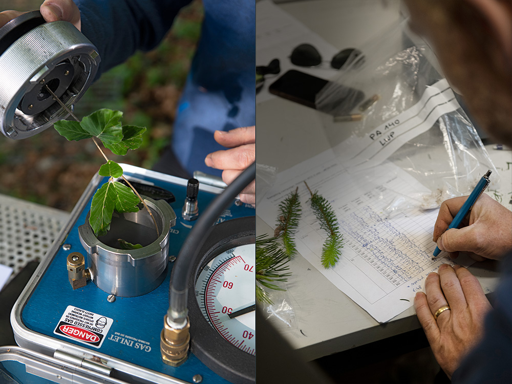 1st picture: branch with leaves is prepared for water potential measurement, 2nd picture: researcher writes down measured values