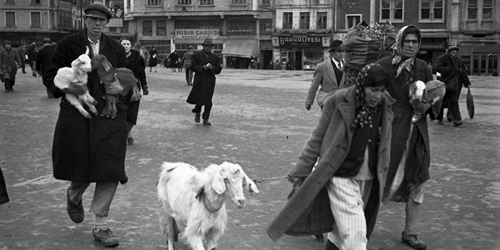 Ein Schaf und drei Lämmer in der Nähe des Ägyptischen Bazars.