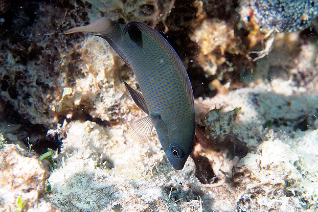 A brown dottyback, well camouflaged on a coral rubble background, is eyeing off invertebrate prey. (Illustration: Christopher E. Mirbach)