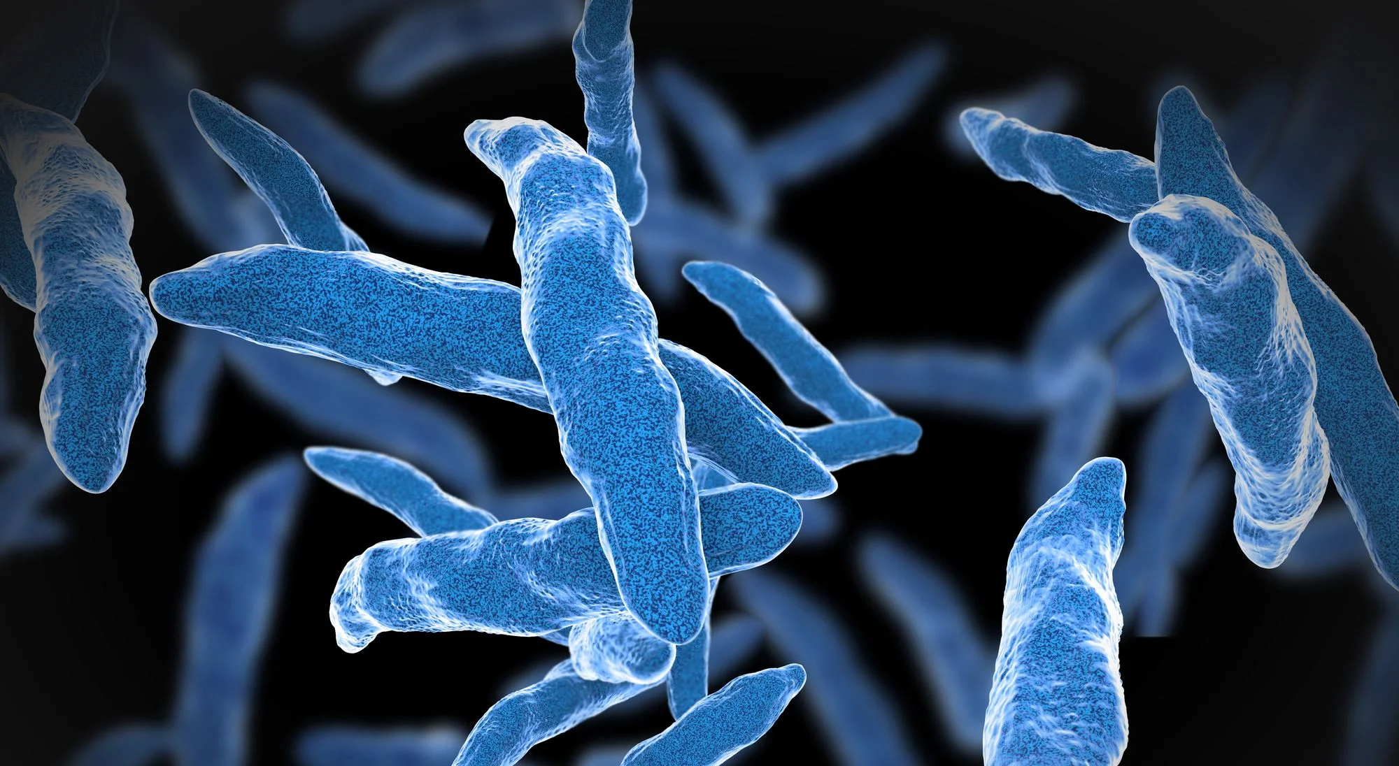 Mikroskopische Aufnahme von Tuberkulose-Bakterien