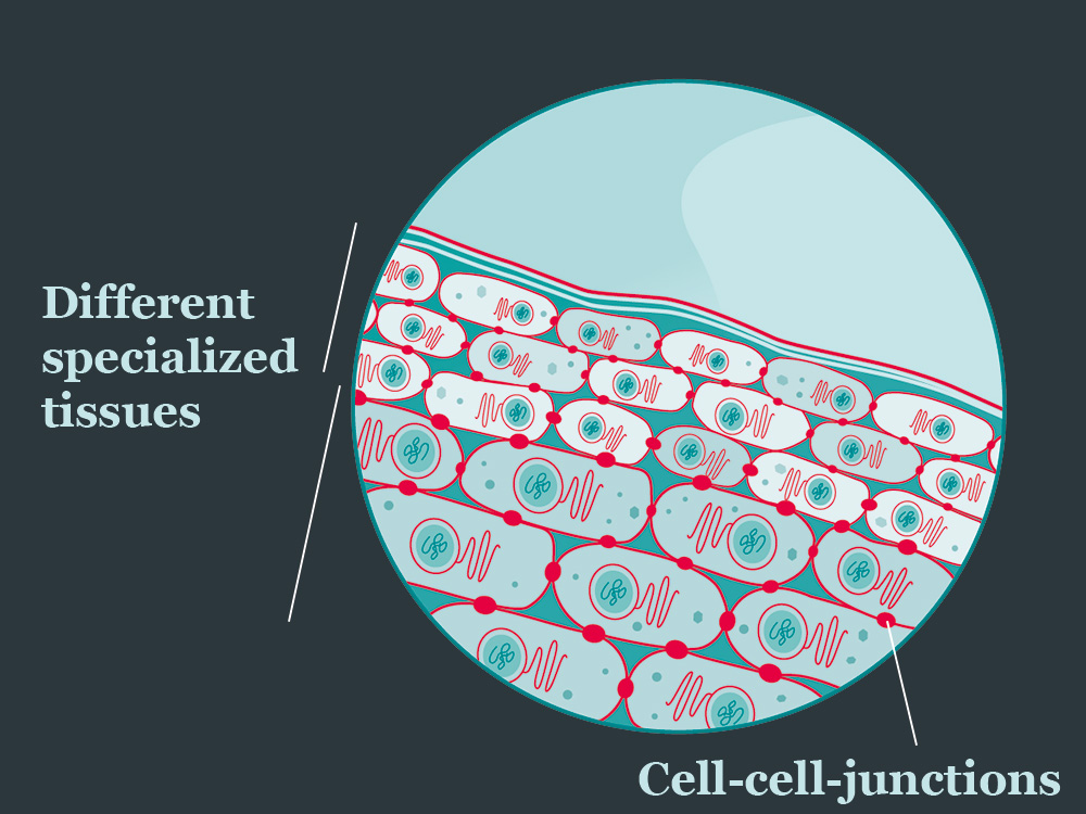 illustration of several tissue layers with different cell types illustration of several tissue layers with different cell types