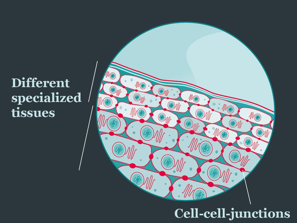 illustration of several tissue layers with different cell types
