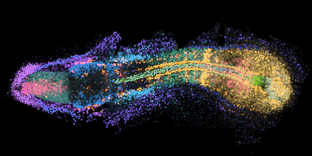 Embryogenesis in 4D: a developmental atlas for genes and cells