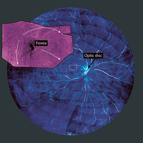 Image of the retina Image of the retina