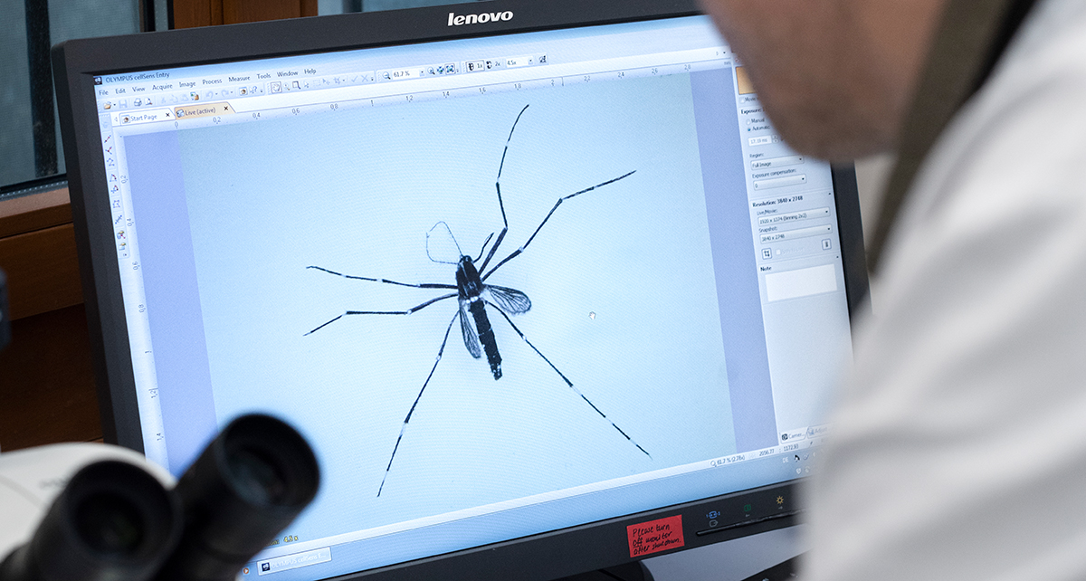 Head of research Dr. Pie Müller identifies a tiger mosquito using a stereo microscope. The black-and-white patterns on its body and legs are clearly visible. (Image: University of Basel, Christian Flierl)