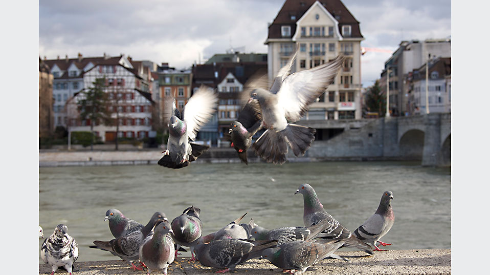 Ziel der Basler Taubenaktion 2016 ist es, durch Beschränkung der Nahrungsgrundlage einem kleinen und gesunden Taubenbestand eine friedliche Koexistenz mit dem Menschen zu ermöglichen. (Foto: Daniel Haag-Wackernagel, Universität Basel)