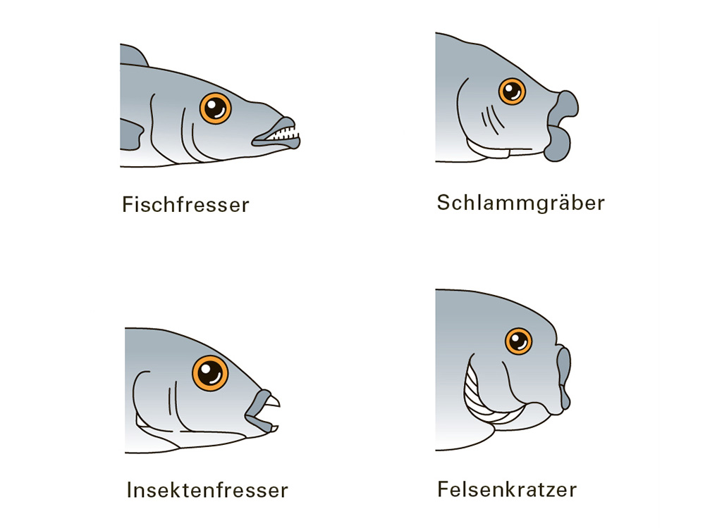 Beispiele für Maulformen: Fischfresser, Insektenfresser, Schlammgräber, Felsenkratzer Beispiele für Maulformen: Fischfresser, Insektenfresser, Schlammgräber, Felsenkratzer