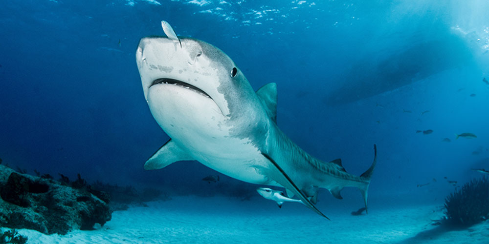 Dangerous demand: how humans threaten biodiversity