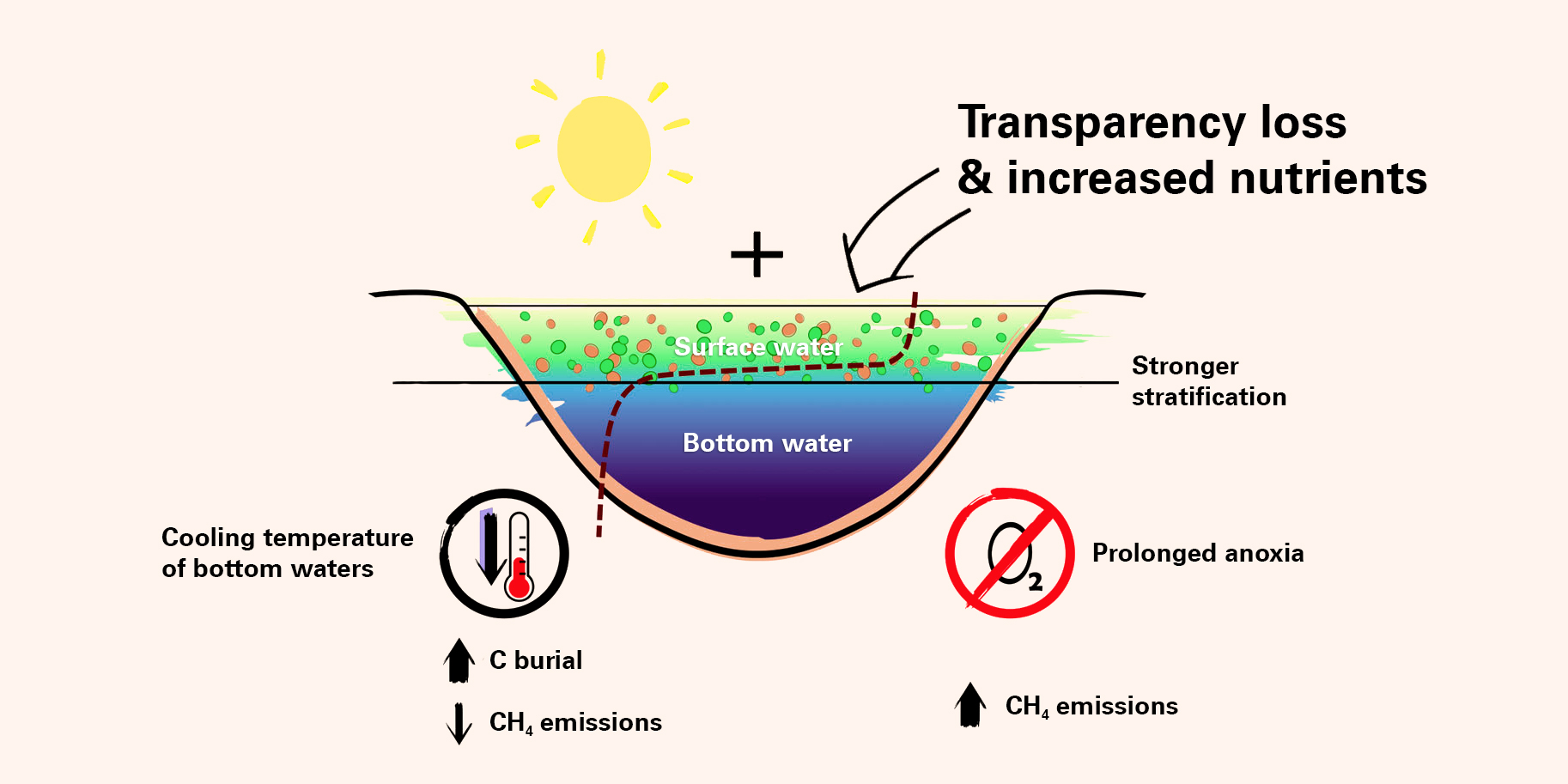 Effects of climate change on the water temperature, water transparency, density stratification and oxygen content in lakes. In contrast to clear lakes, nutrient-rich and thus more turbid lakes develop a “thermal shield” that can cause the deeper part of the lake to cool down. (Illustration: University of Basel)