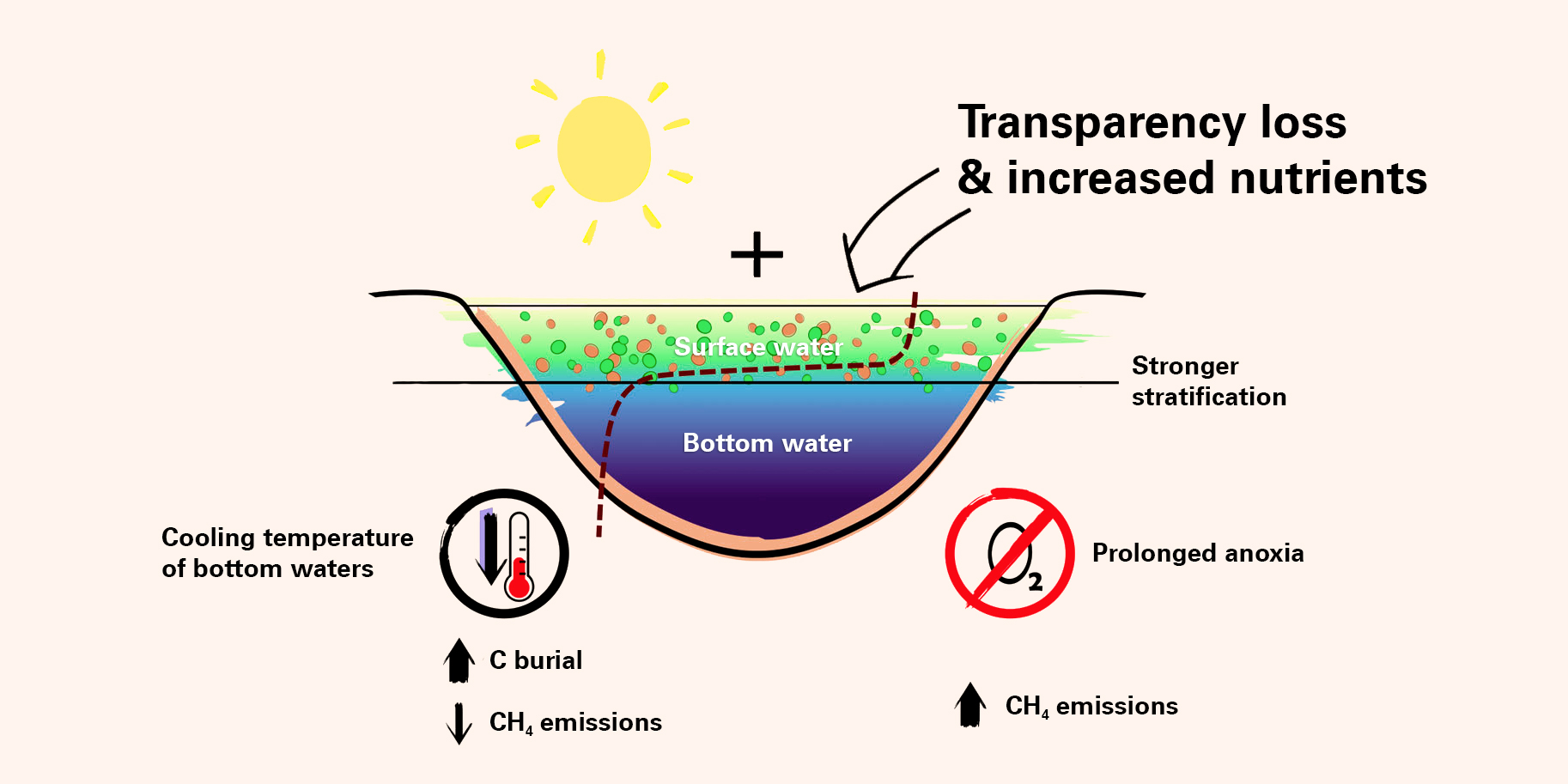 Warm on top, cold below: unexpected greenhouse gas effect in lakes