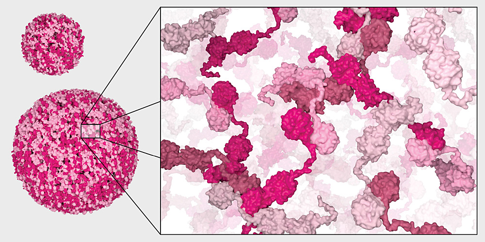 Researchers discover previously unknown “folding factories” for proteins