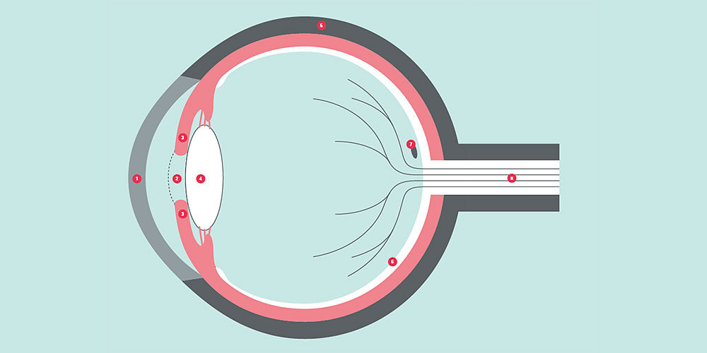 Schematic view of the eye