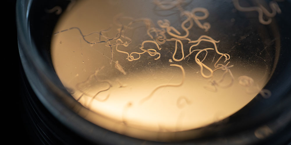 Petri dish with worms of the species Ascaris lumbricoides