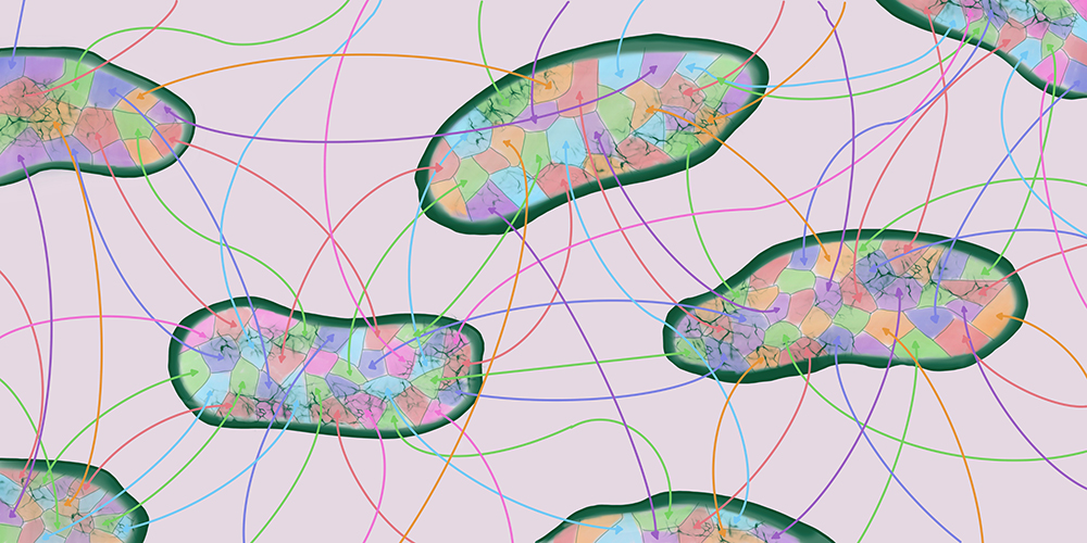 Researchers crack a puzzle of bacterial evolution