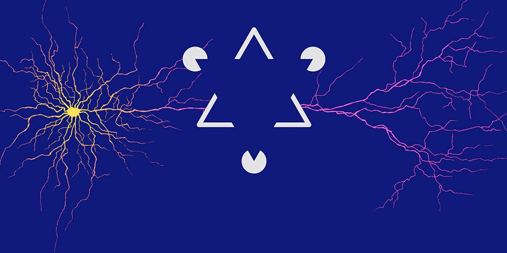 Synapses in the Brain Mirror the Structure of the Visual World