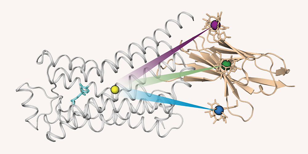GPS for proteins: Tracking the motions of cell receptors 