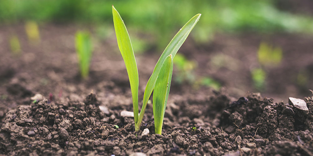 Seedling in soil