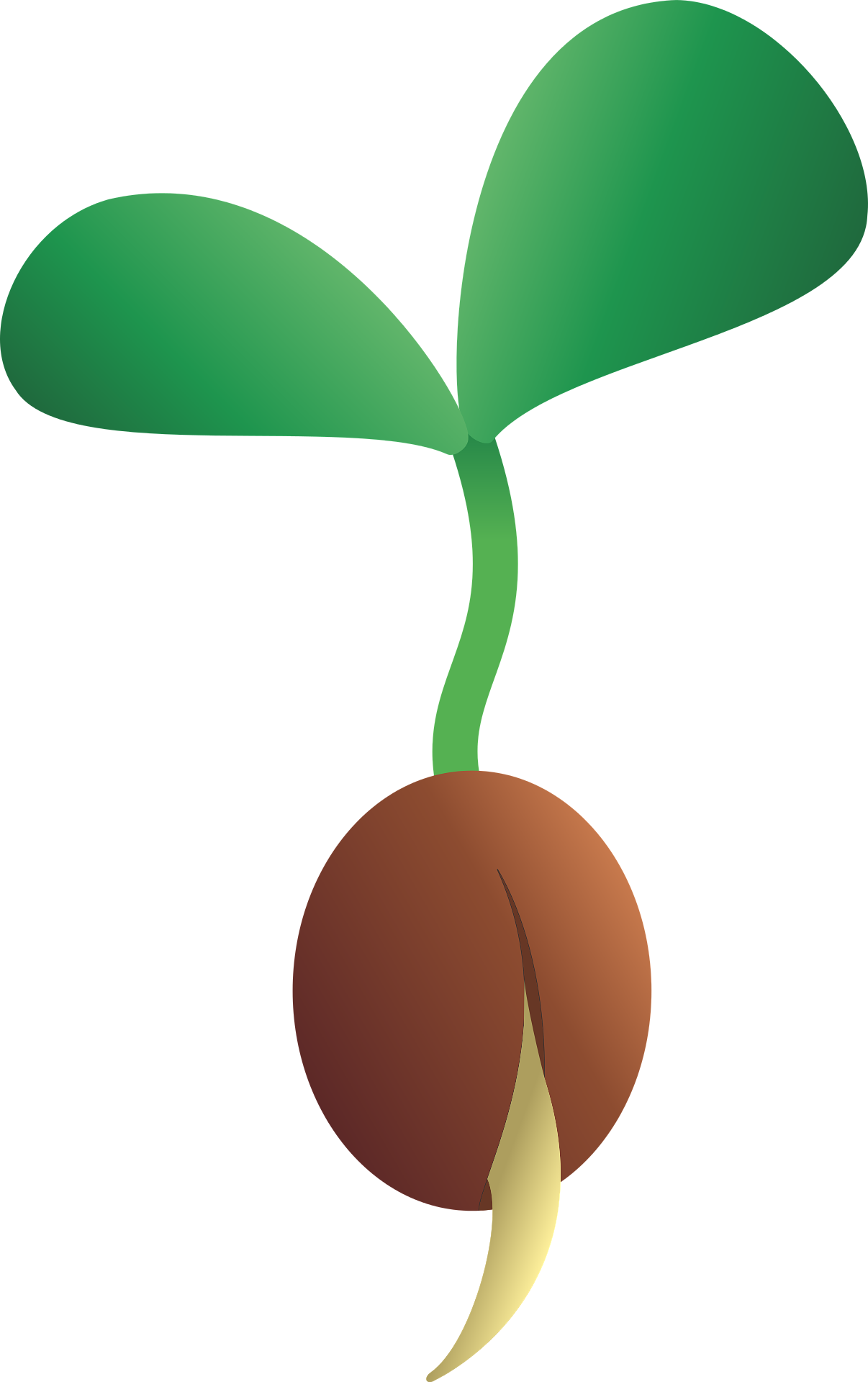 Seedling Seed Growth Plant Green