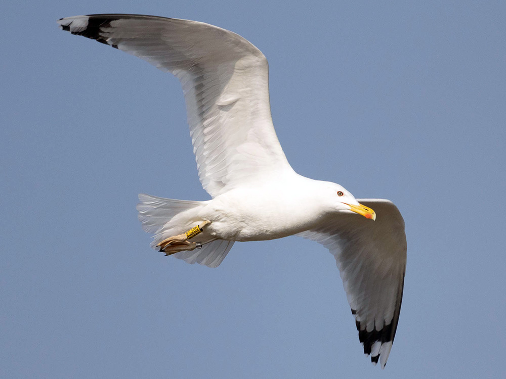 Steppenmöwe im Flug Steppenmöwe im Flug
