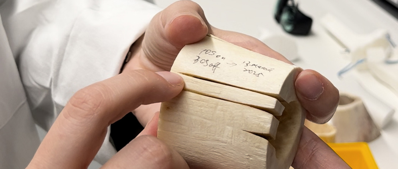 a piece of bovine bone with deep cuts
